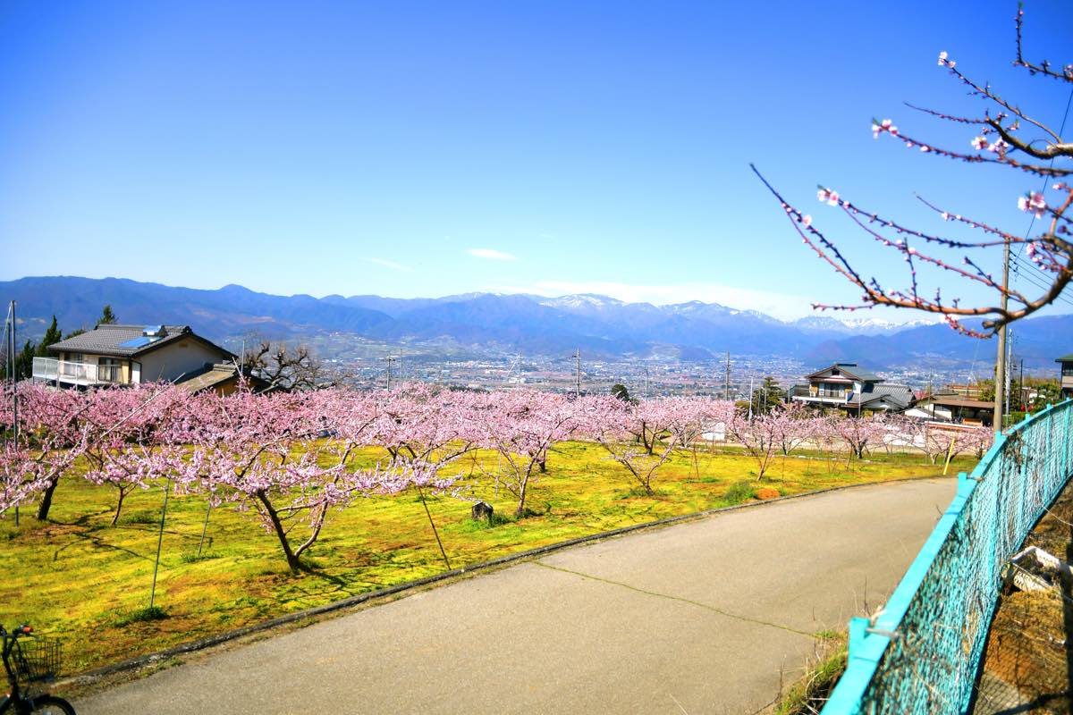 一宮町花見台〜花見スポット 1