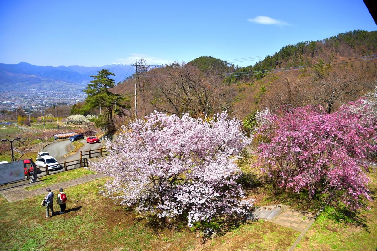 一宮町花見台〜花見スポット 2