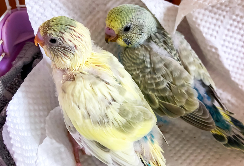 はるママ/インコ