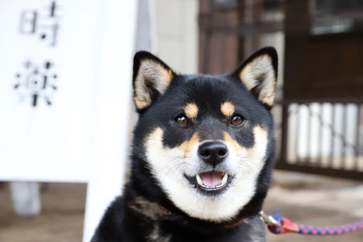 喫茶 時薬（トキグスリ）の看板犬