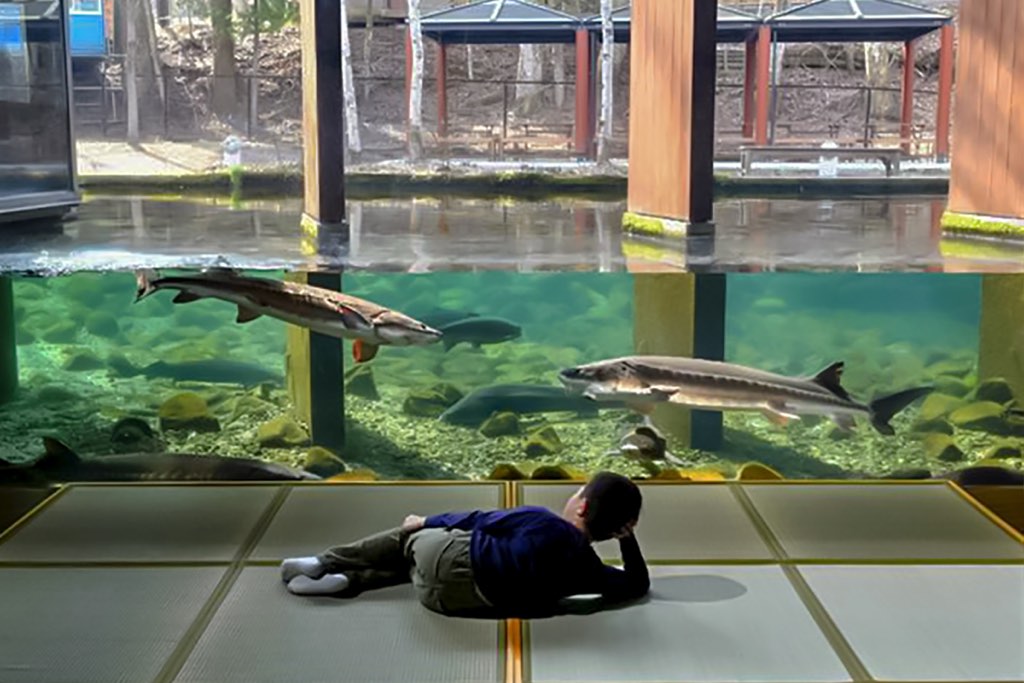 森の中の水族館 横見水槽