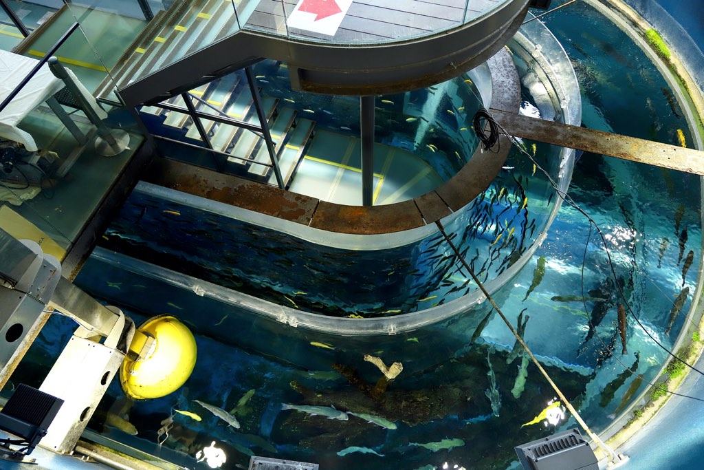 森の中の水族館 二重回遊水槽2