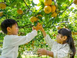 山梨のりんご・梨狩り〜子連れにおすすめスポット3選【2024.9更新】
