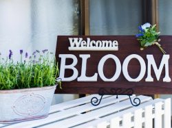 bloom