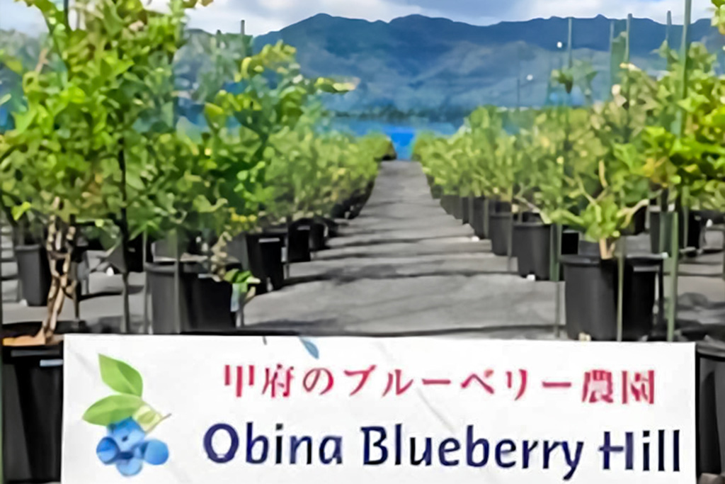 帯那ブルーベリーヒル