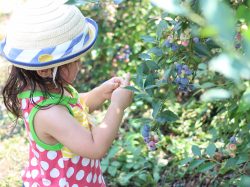 山梨のブルーベリー狩り〜子連れにおすすめスポット5選【2024.5更新】