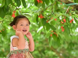 山梨のさくらんぼ狩り～子連れで楽しめるおすすめスポット6選！