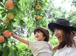 山梨の子連れで楽しめるおすすめ桃狩りスポット6選（2024.6更新）