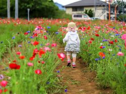 山梨の花の名所20選～ひまわり、あじさいなど季節のお花畑