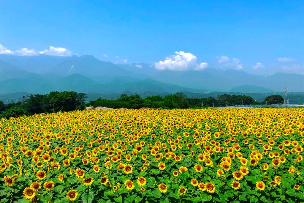 明野のひまわり畑 ひまわり
