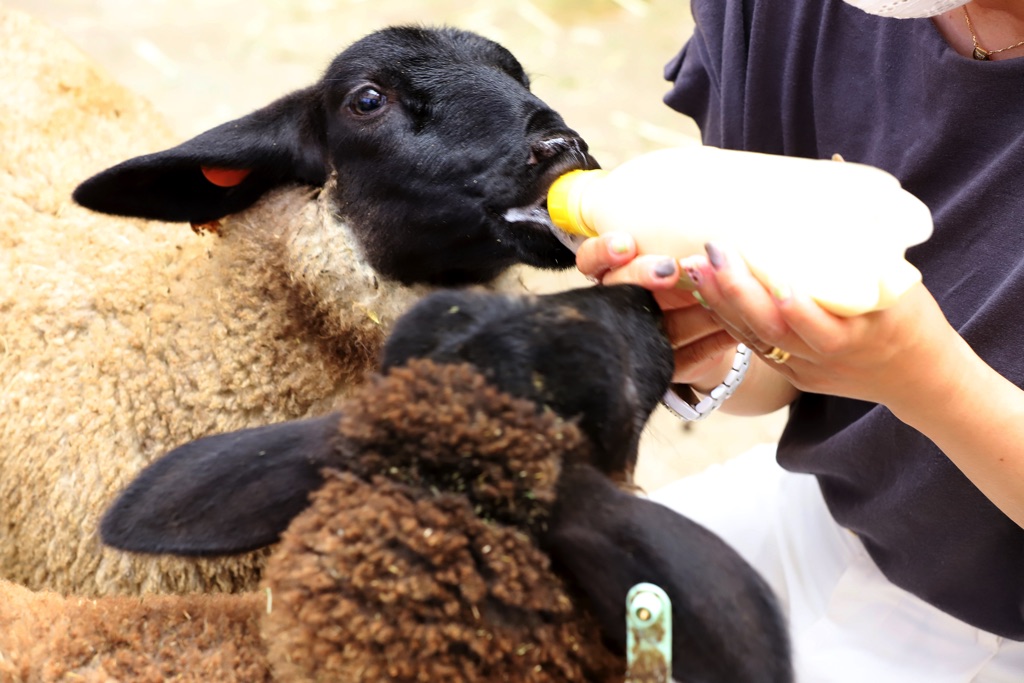 ふじさん牧場