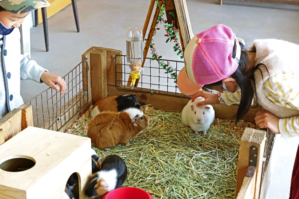 八ヶ岳アルパカ牧場