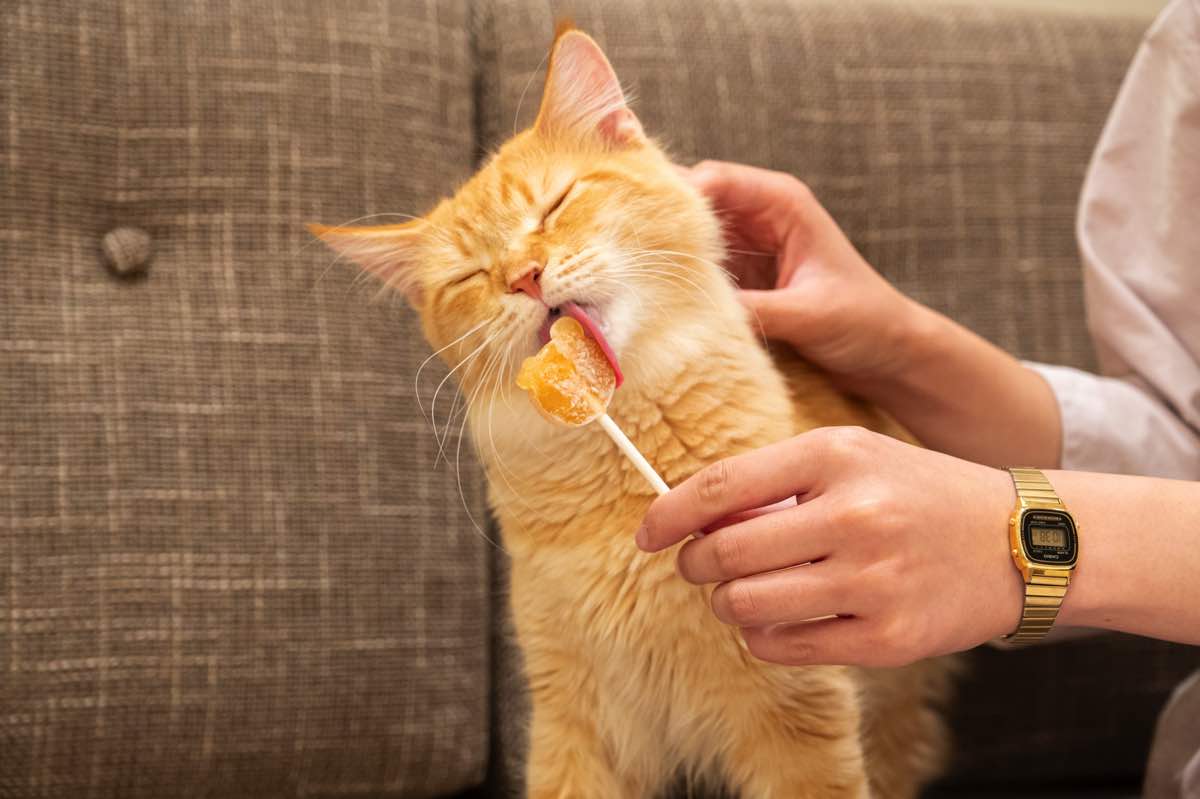 猫カフェMOCHAイオンモール甲府昭和店