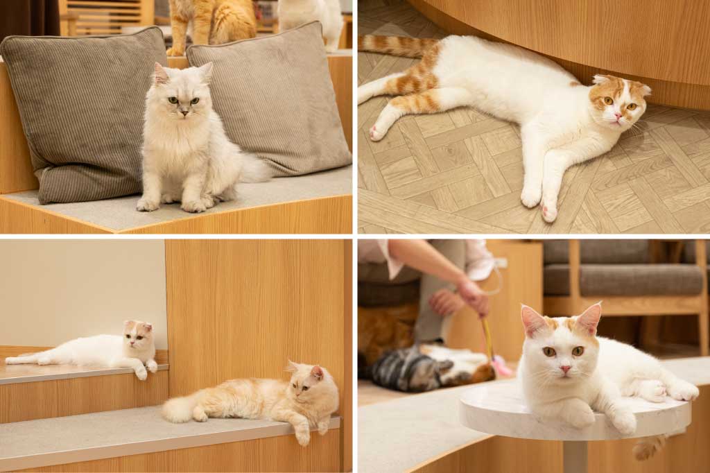 猫カフェMOCHAイオンモール甲府昭和店