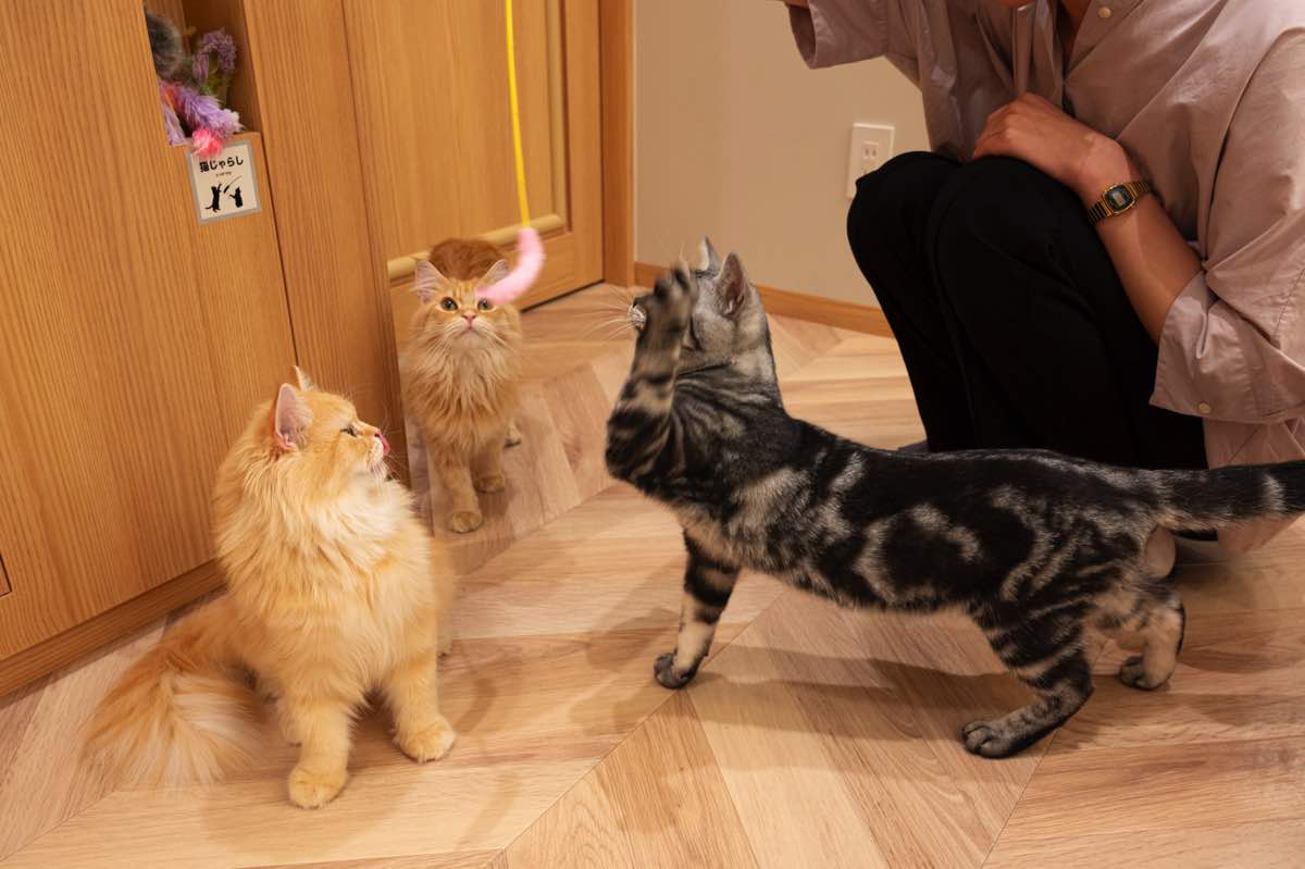 猫カフェMOCHAイオンモール甲府昭和店