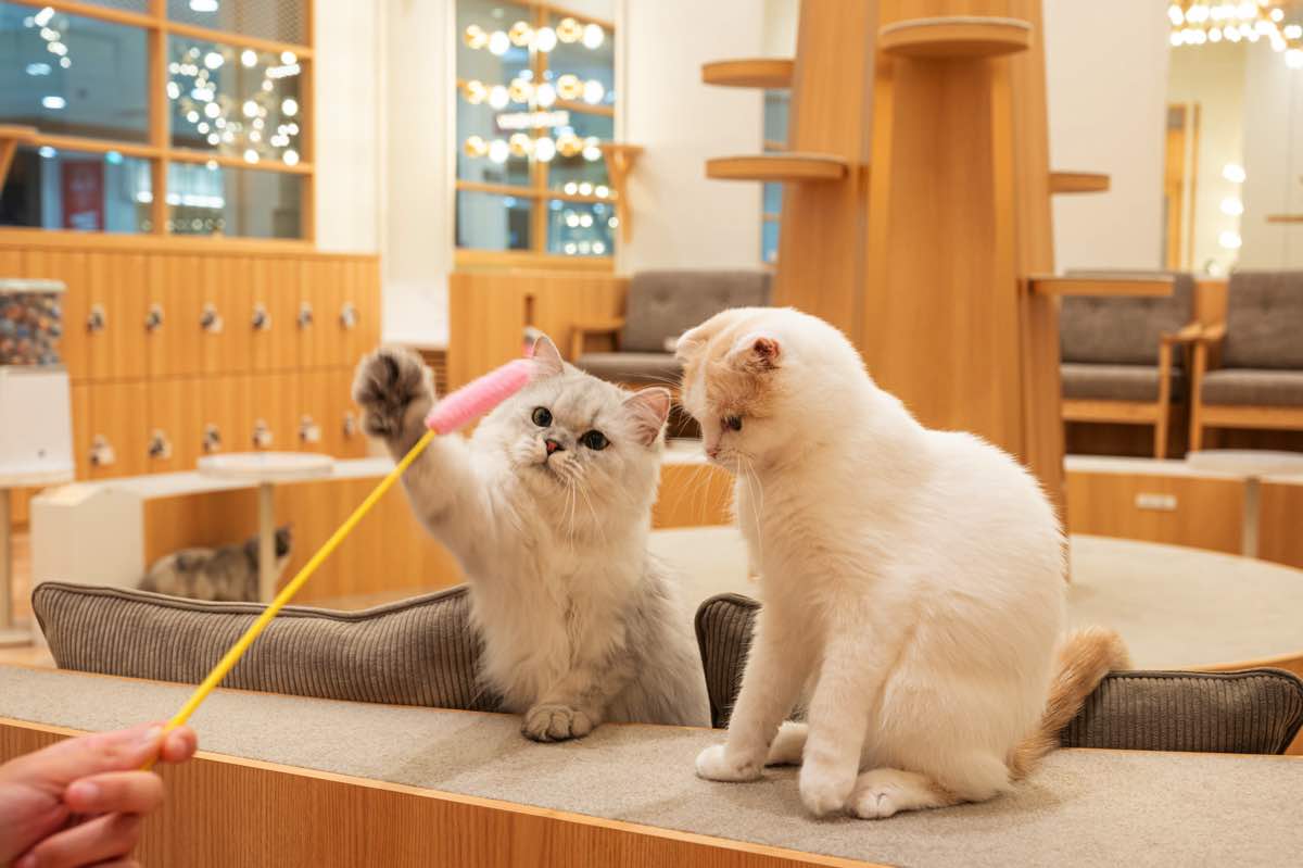 猫カフェMOCHAイオンモール甲府昭和店