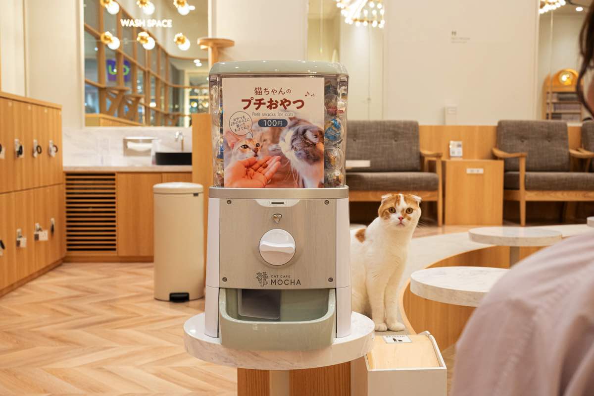 猫カフェMOCHAイオンモール甲府昭和店