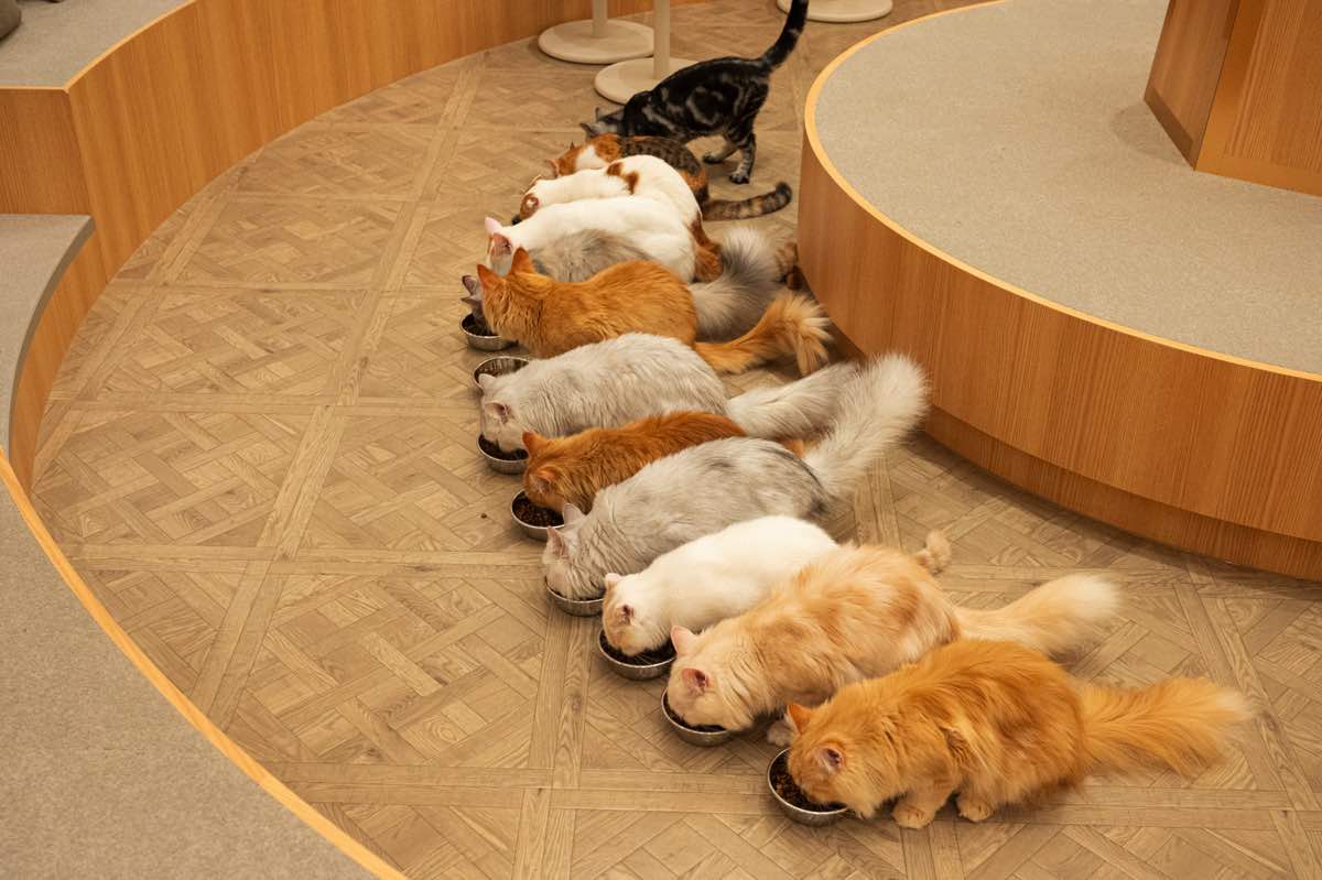 猫カフェMOCHAイオンモール甲府昭和店