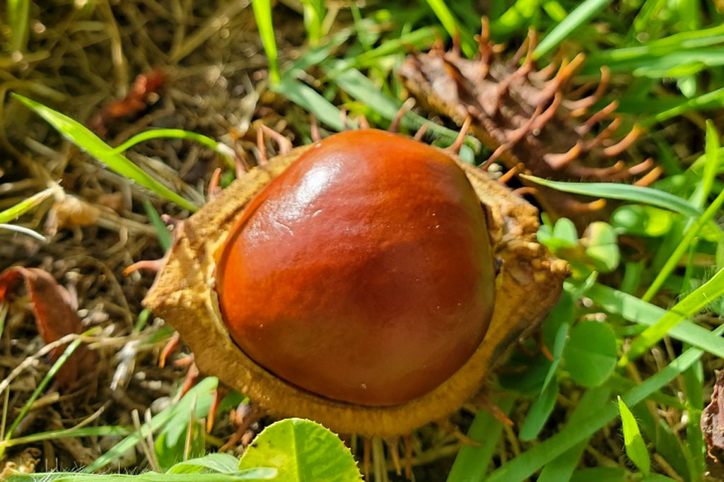 芸術の森公園