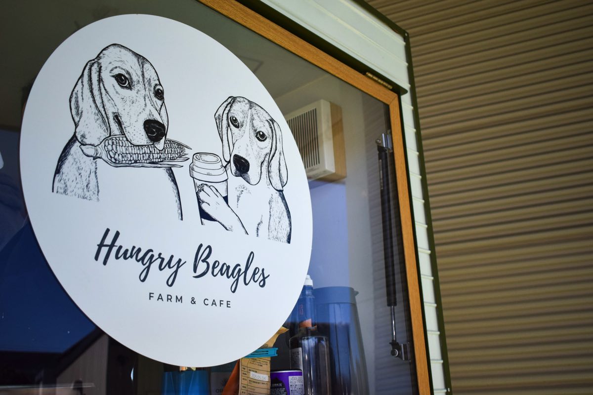 Hungry Beagles