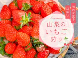 山梨いちご狩り特集〜予約や制限時間、品種などをご紹介