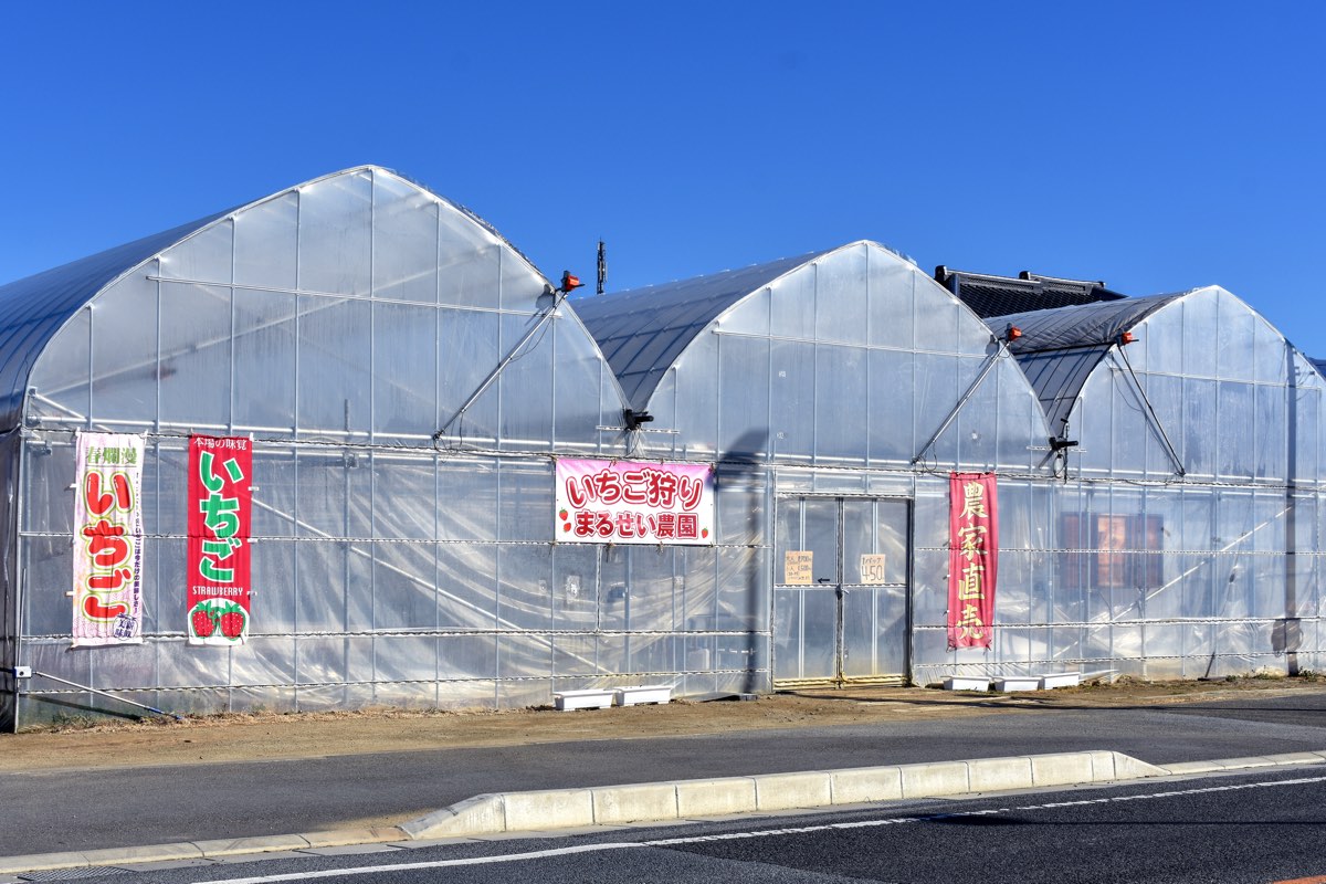 まるせい農園 写真4