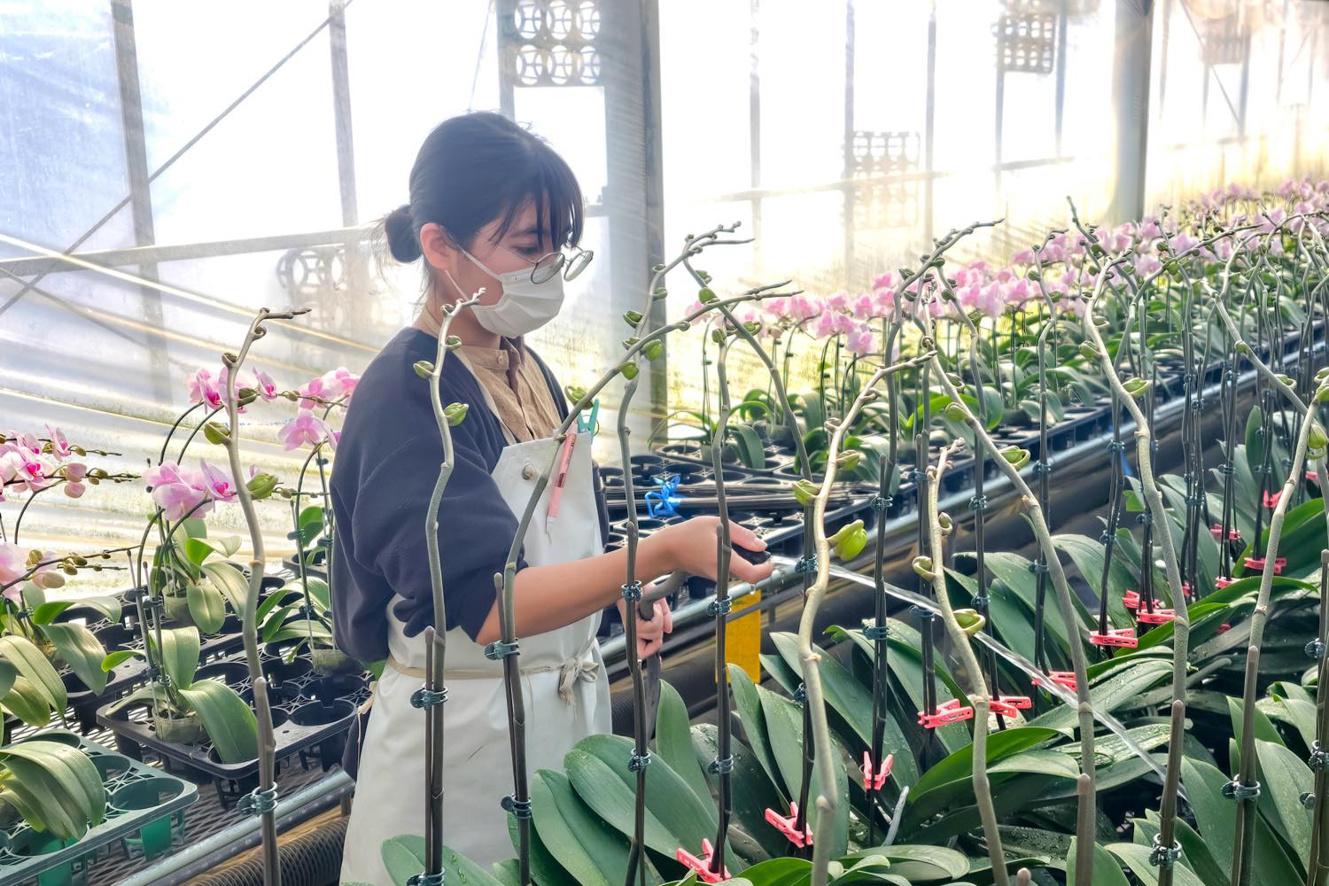 宮林 知花 有限会社奥山洋蘭園 写真2