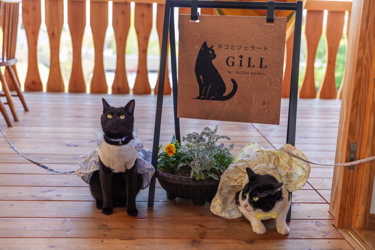 GiLL by le.chat.des.bois