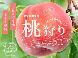 山梨桃狩り特集～人気の観光農園をご紹介