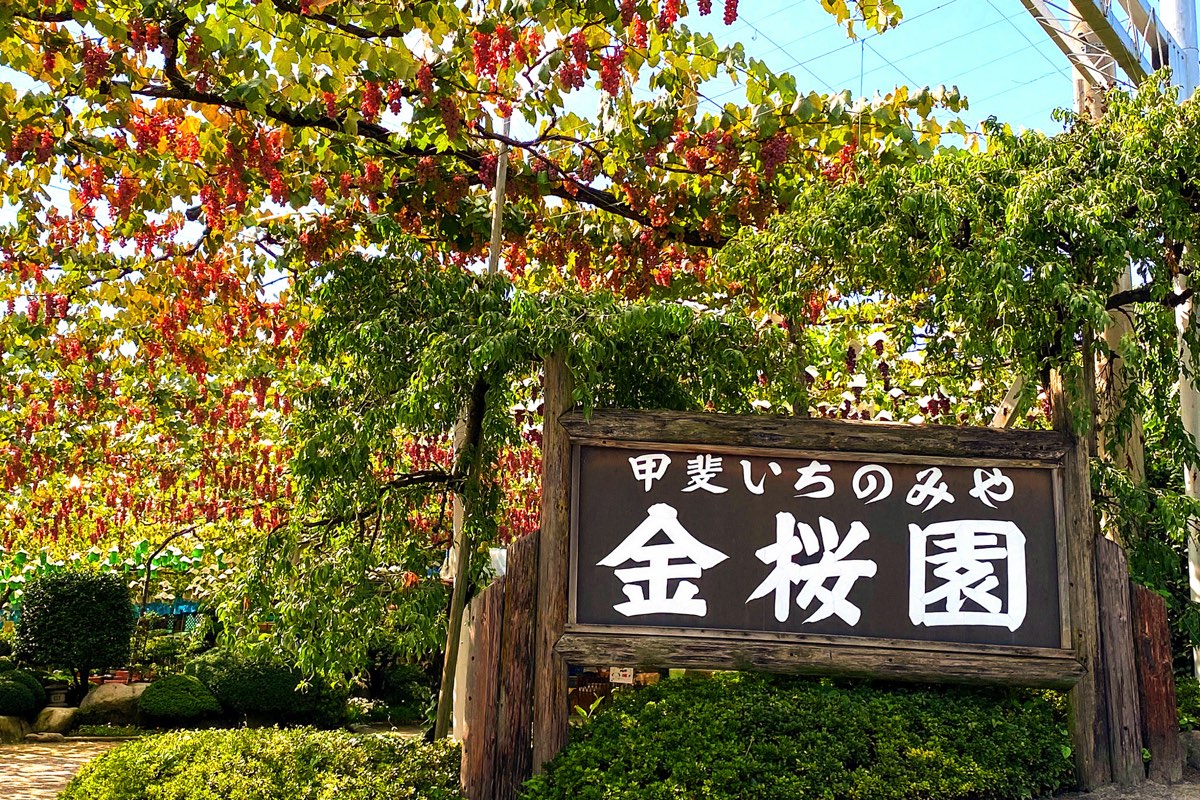 甲斐いちのみや金桜園 写真3