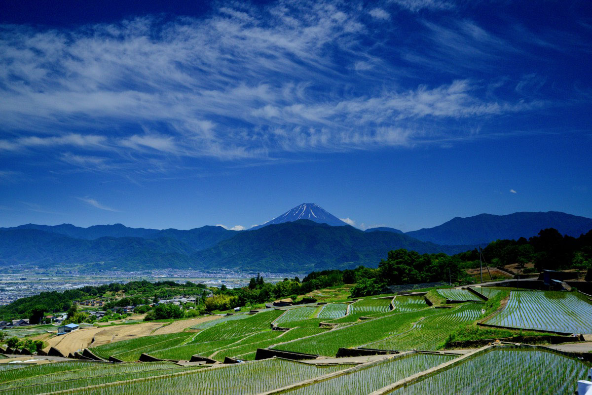 中野の棚田