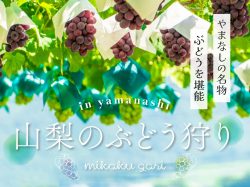 山梨のぶどう狩り特集～品種や金額、プランなどを紹介