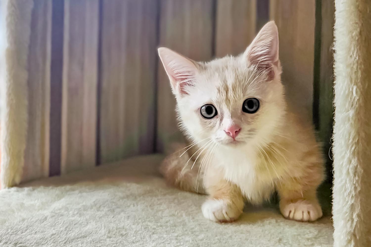 猫の飼い方は？準備・費用・特徴まで初心者向けに徹底解説