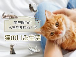 猫の飼い方は？準備・費用・特徴まで初心者向けに徹底解説