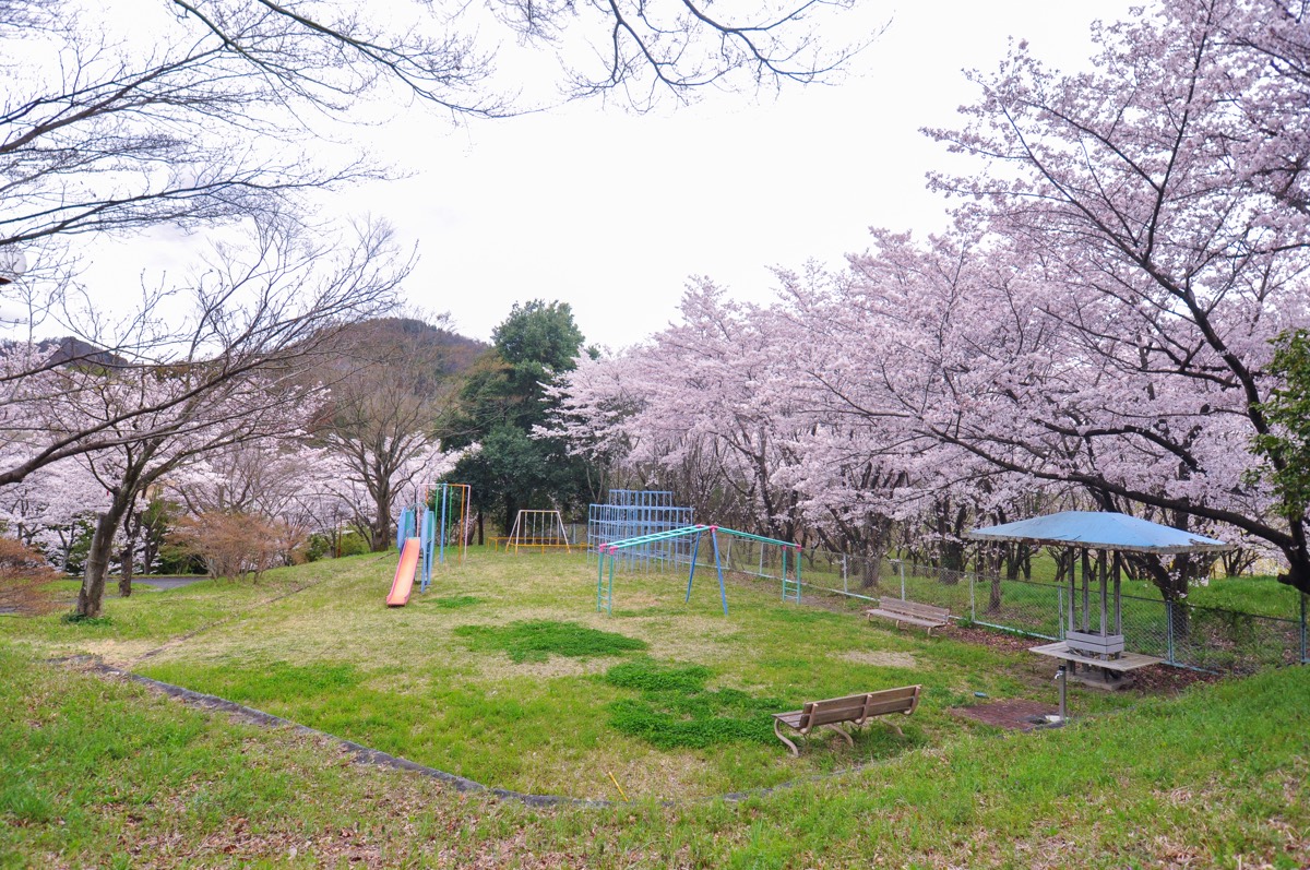 市川公園の桜 写真1