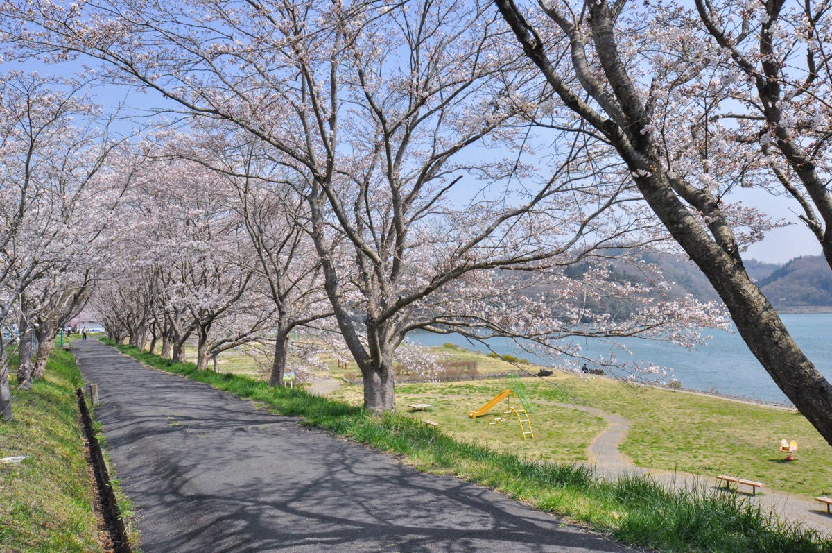 桂川新田地区近隣公園の桜 写真1